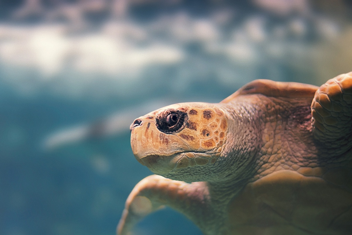 turtle-3950341_1920.jpg