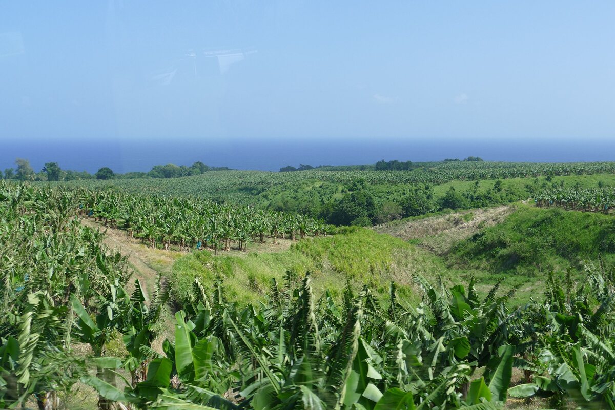 martinique-4900892_1920.jpg