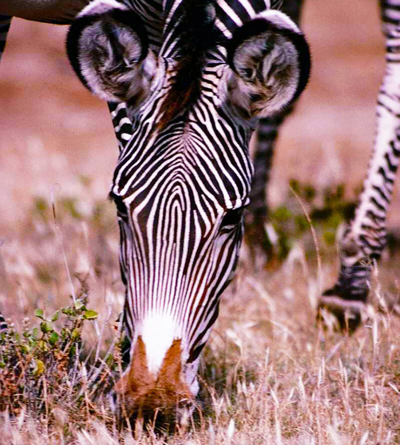Blog_visite_Afrique_du_Sud_zébres.jpg