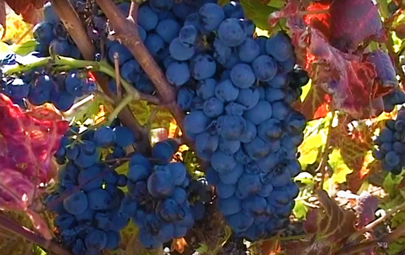 Blog_visite_Afrique_du_Sud__La_route_des_vins_de_Klein_Karoo.jpg