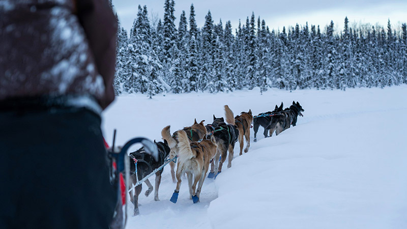 canada-sortie-traineau-chien.jpg