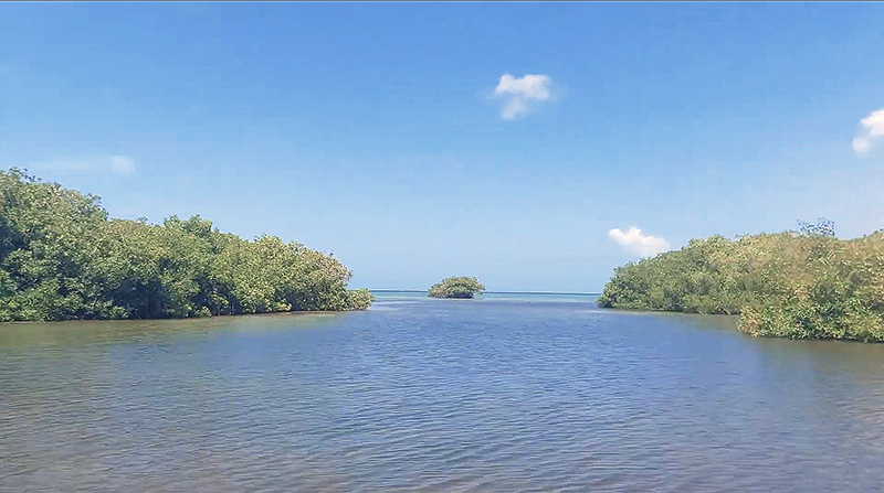 Saona_mangrove.jpg